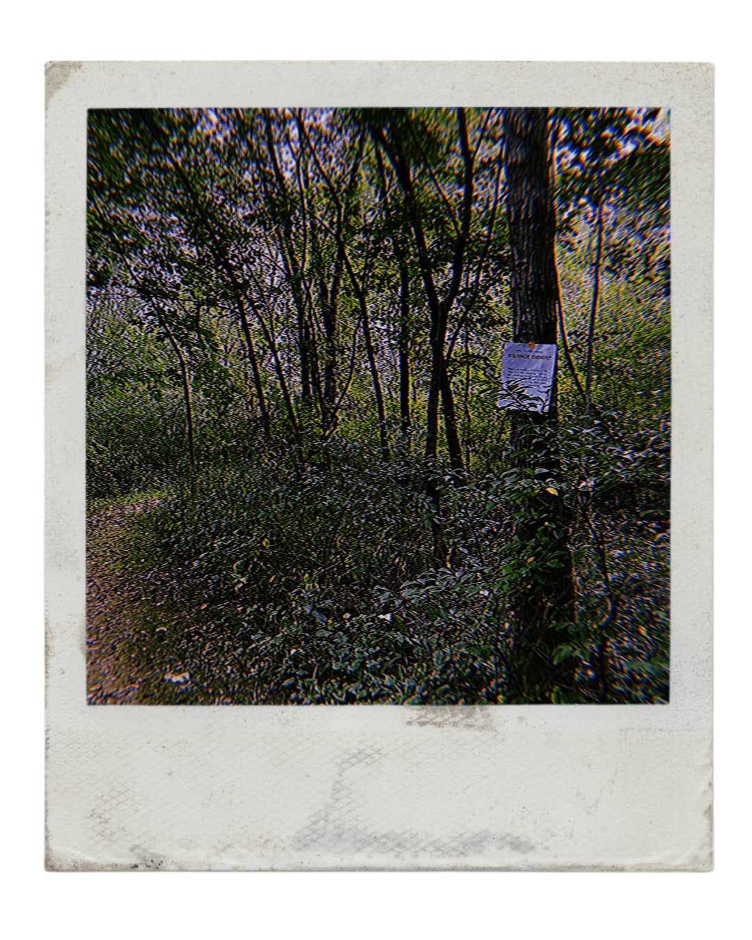 Mothcada_raw_-_Page11_flyer_on_tree_polaroid.png