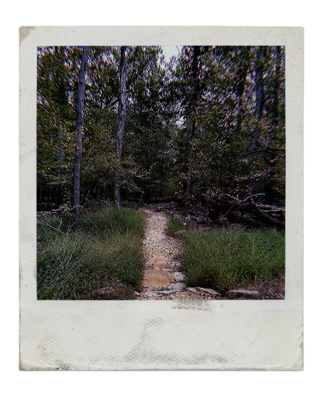 Mothcada_raw_-_Page7_trail_polaroid.png